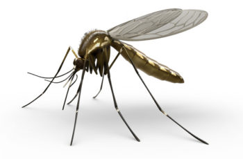 O que significa “Coar um mosquito e engolir um camelo”?