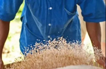 Parábola da pá e da joeira